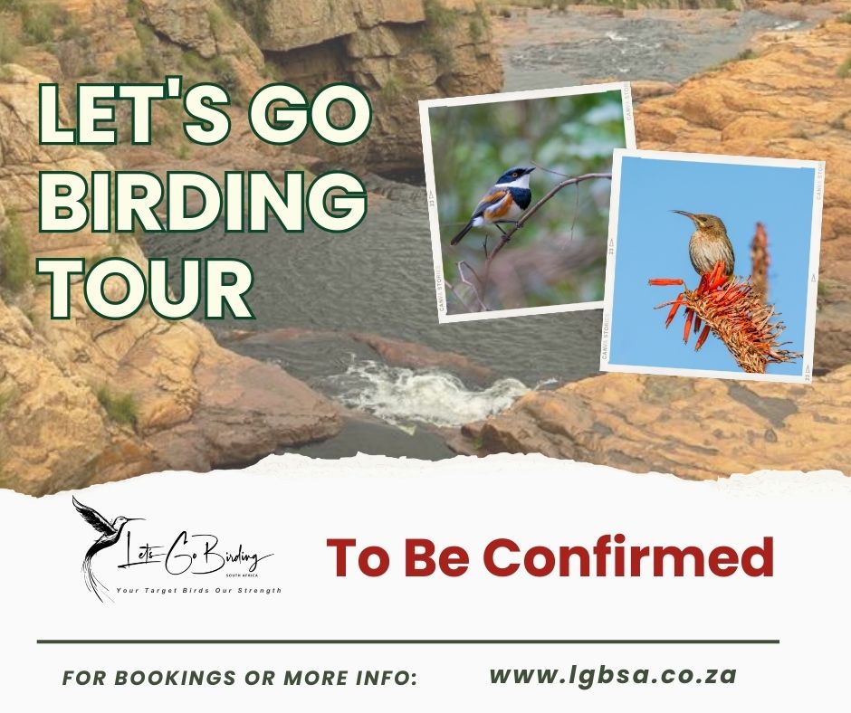 Lets Go Birding Tours in South Africa
