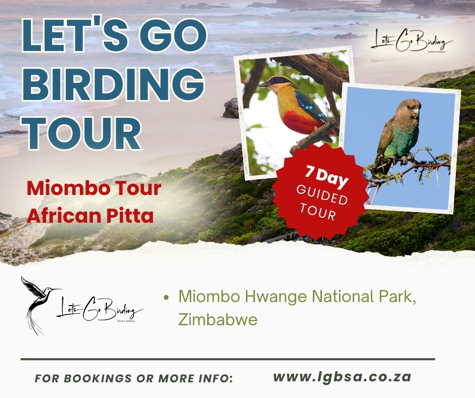 Lets Go Birding Tours