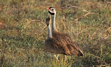 Khoisan Karoo Conservancy Birding Tour with Lets Go Birding South Africa