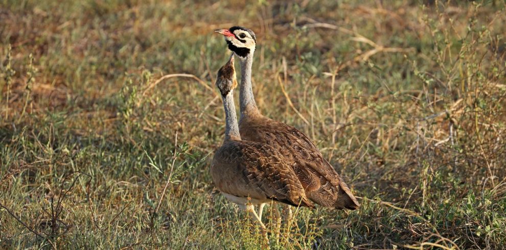 Khoisan Karoo Conservancy Birding Tour with Lets Go Birding South Africa