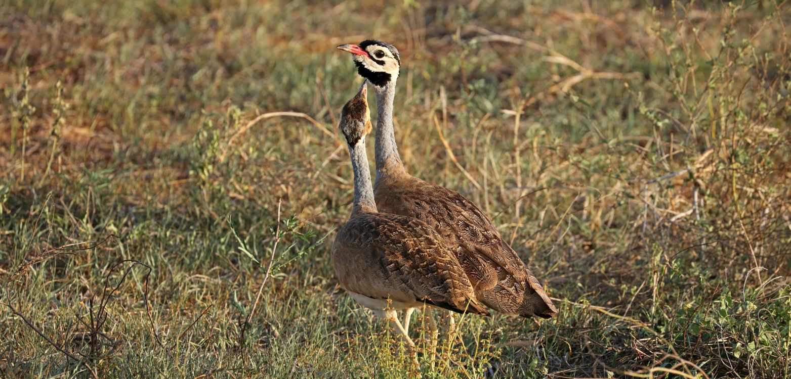 Khoisan Karoo Conservancy Birding Tour with Lets Go Birding South Africa