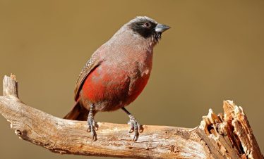 Birding Tours with Lets Go Birding South Africa