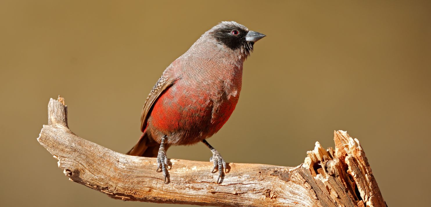 Birding Tours with Lets Go Birding South Africa