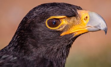 Birding Tours with Lets Go Birding South Africa