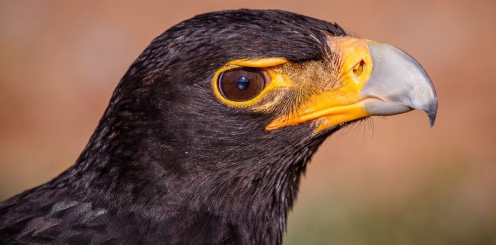 Birding Tours with Lets Go Birding South Africa