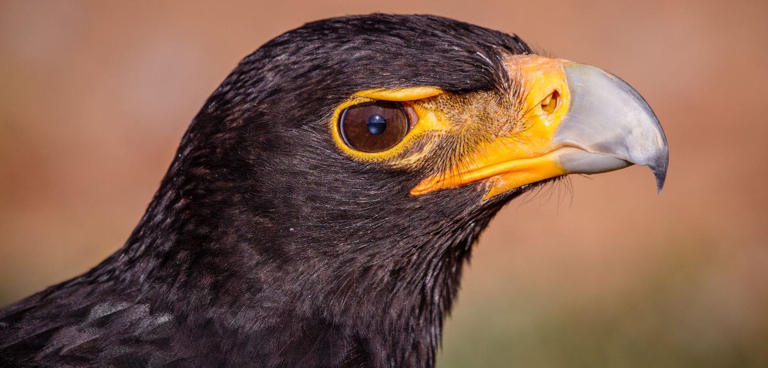 Birding Tours with Lets Go Birding South Africa