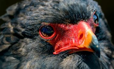 Birding Tours with Lets Go Birding South Africa