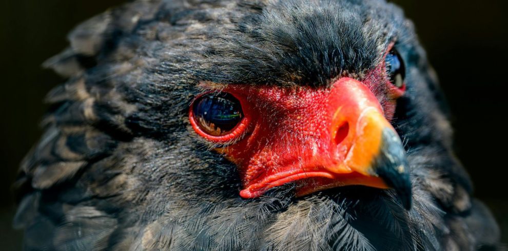 Birding Tours with Lets Go Birding South Africa