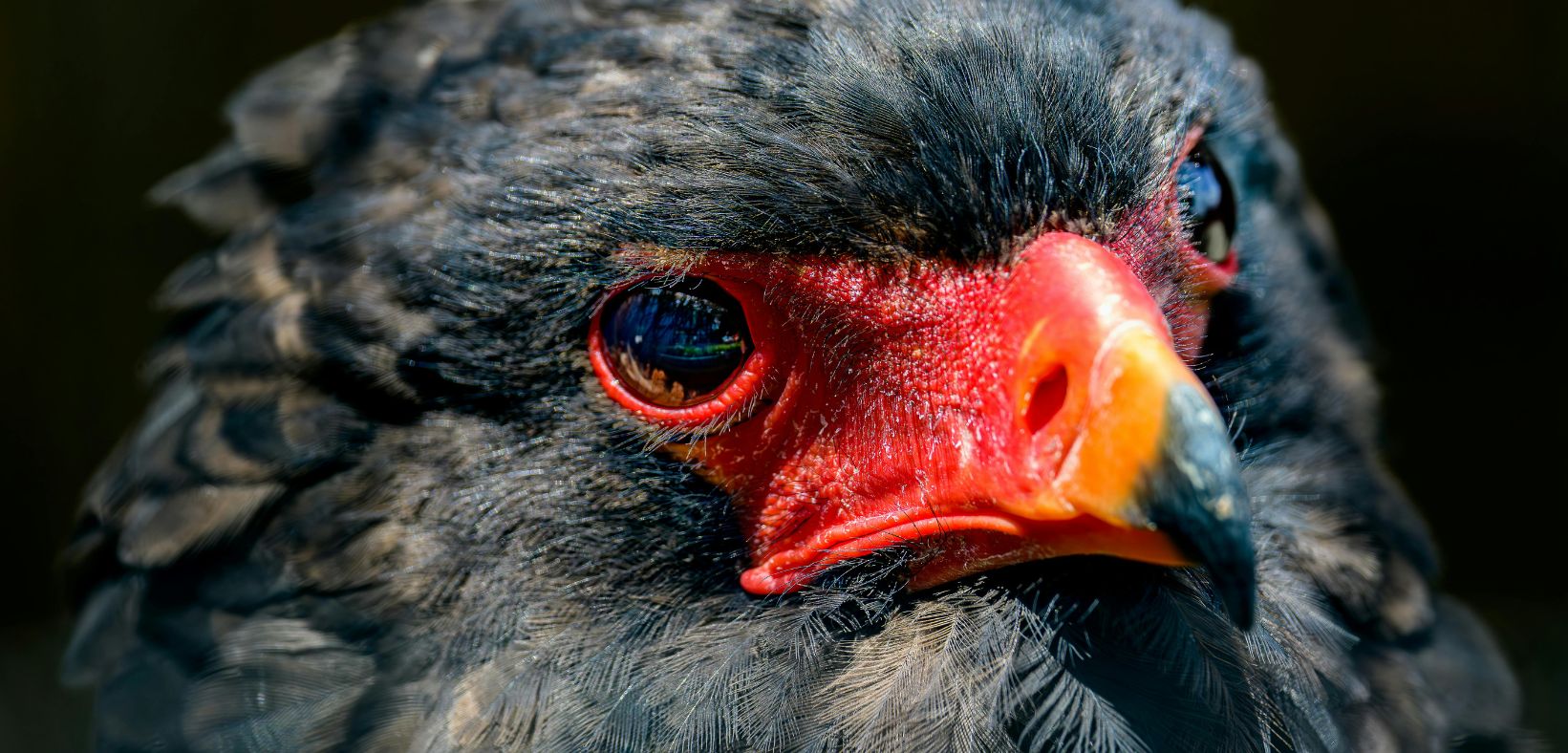 Birding Tours with Lets Go Birding South Africa