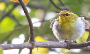 Birding Tours with Lets Go Birding South Africa