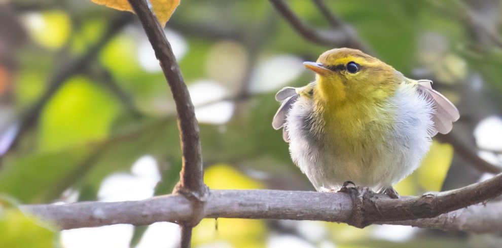 Birding Tours with Lets Go Birding South Africa