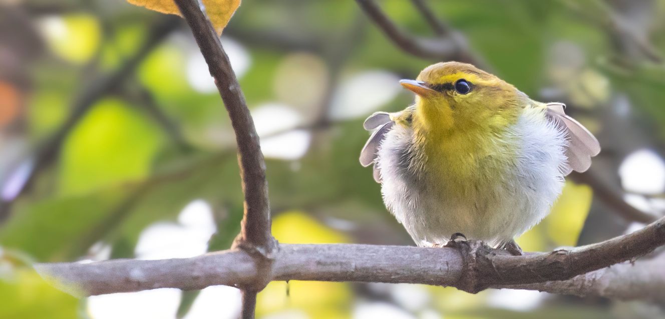 Birding Tours with Lets Go Birding South Africa