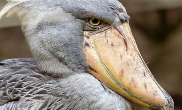 Birding Tours with Lets Go Birding South Africa