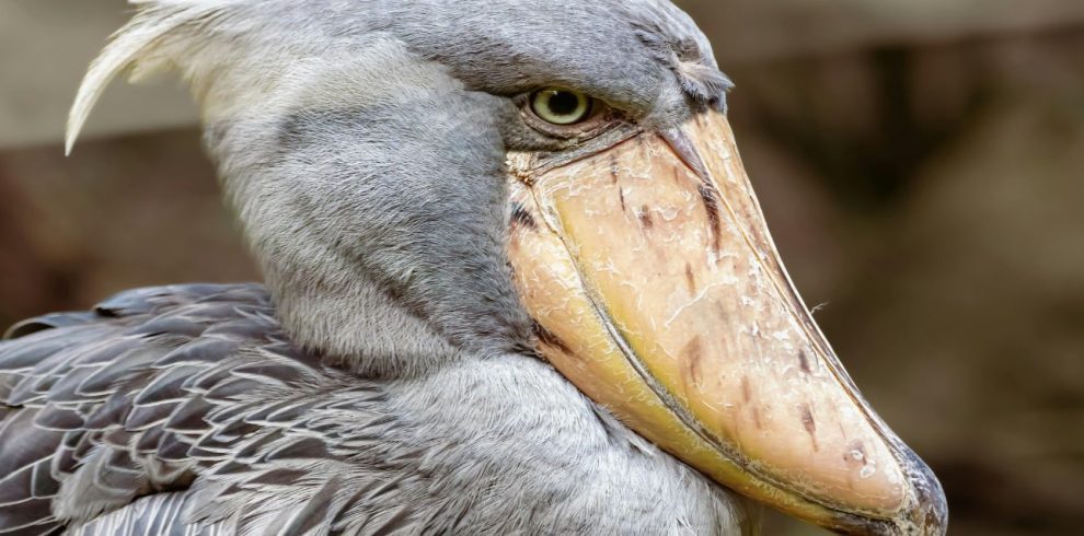 Birding Tours with Lets Go Birding South Africa