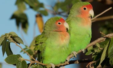 Birding Tours with Lets Go Birding South Africa