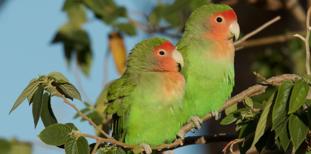 Birding Tours with Lets Go Birding South Africa