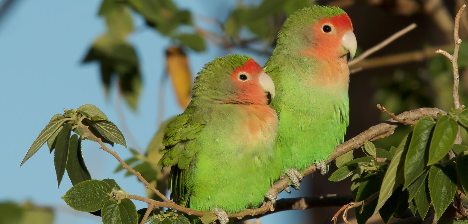 Birding Tours with Lets Go Birding South Africa