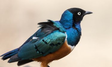 Birding Tours with Lets Go Birding South Africa
