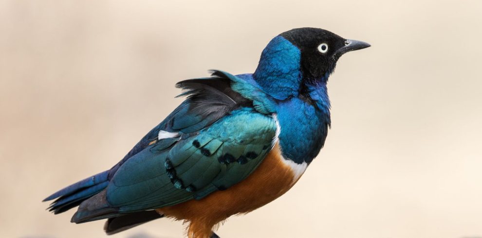 Birding Tours with Lets Go Birding South Africa