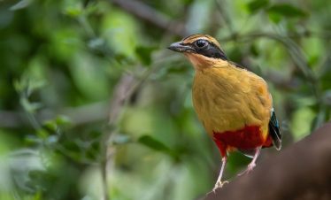 Birding Tours with Lets Go Birding South Africa