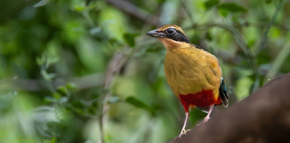 Birding Tours with Lets Go Birding South Africa