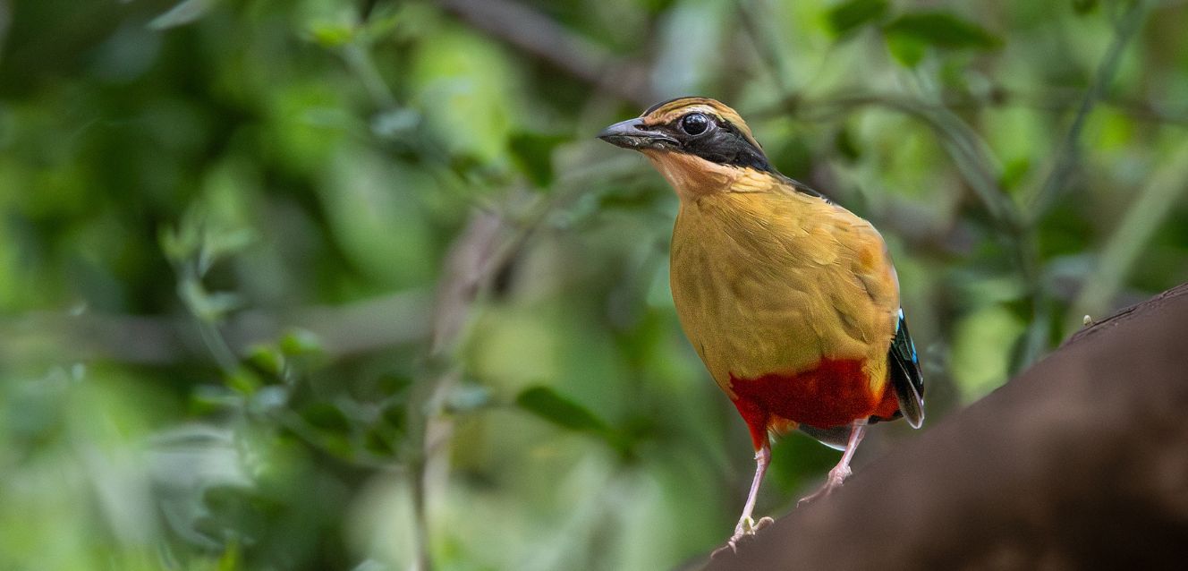 Birding Tours with Lets Go Birding South Africa