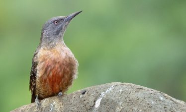 Birding Tours with Lets Go Birding South Africa