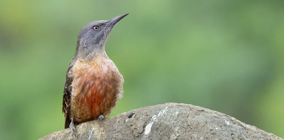 Birding Tours with Lets Go Birding South Africa