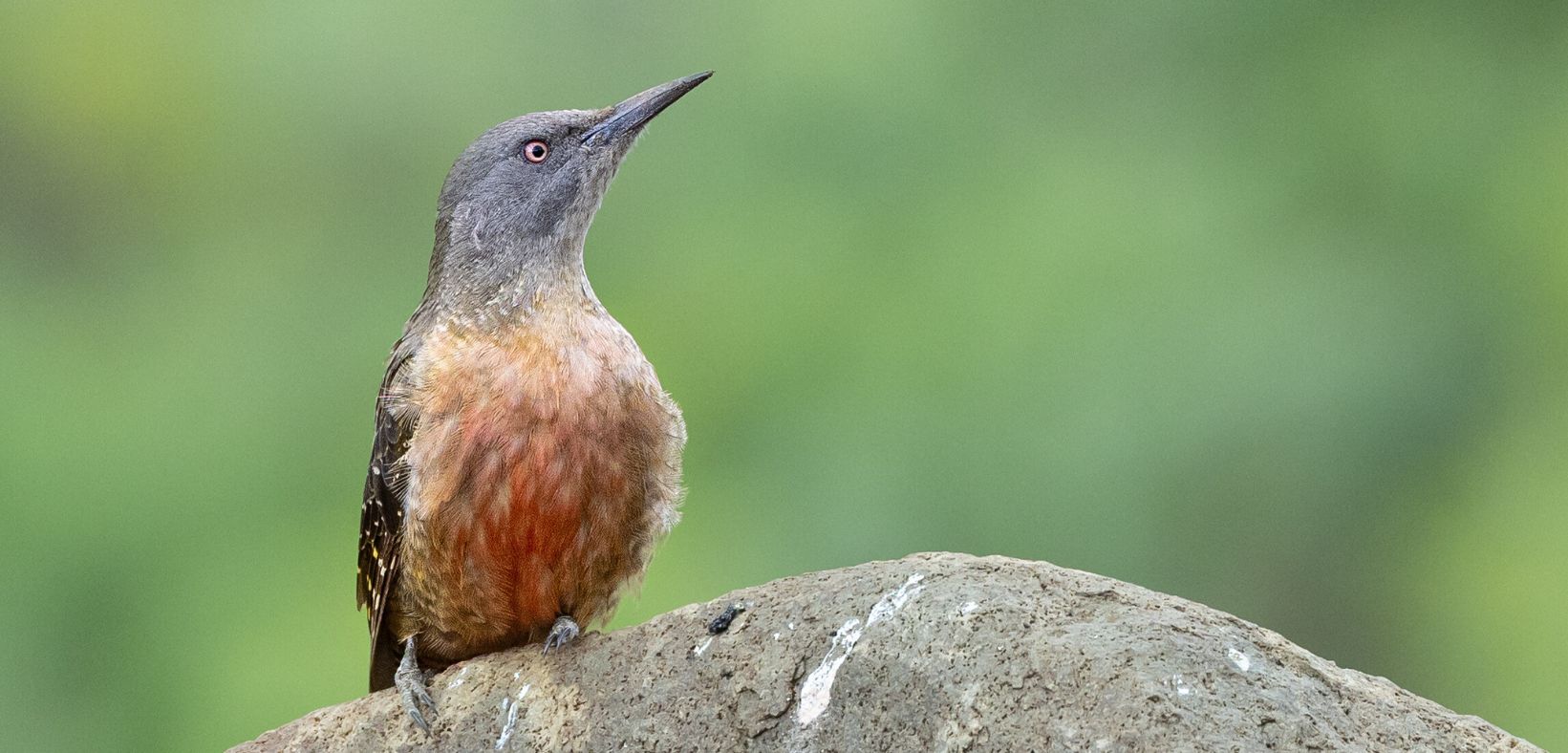 Birding Tours with Lets Go Birding South Africa