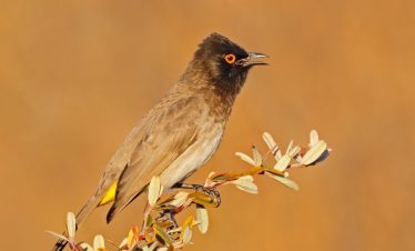 Birding Tours with Lets Go Birding South Africa