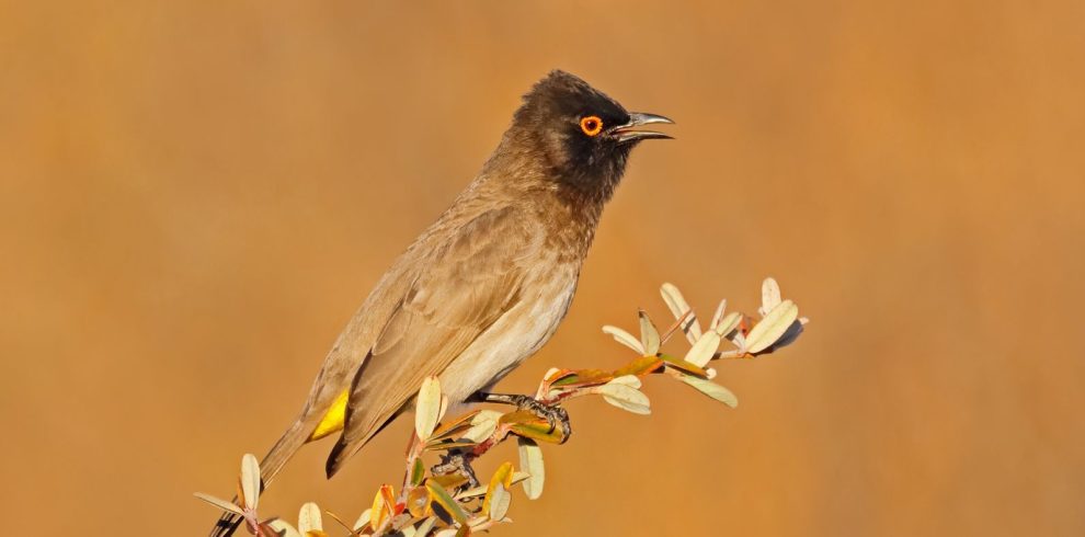 Birding Tours with Lets Go Birding South Africa