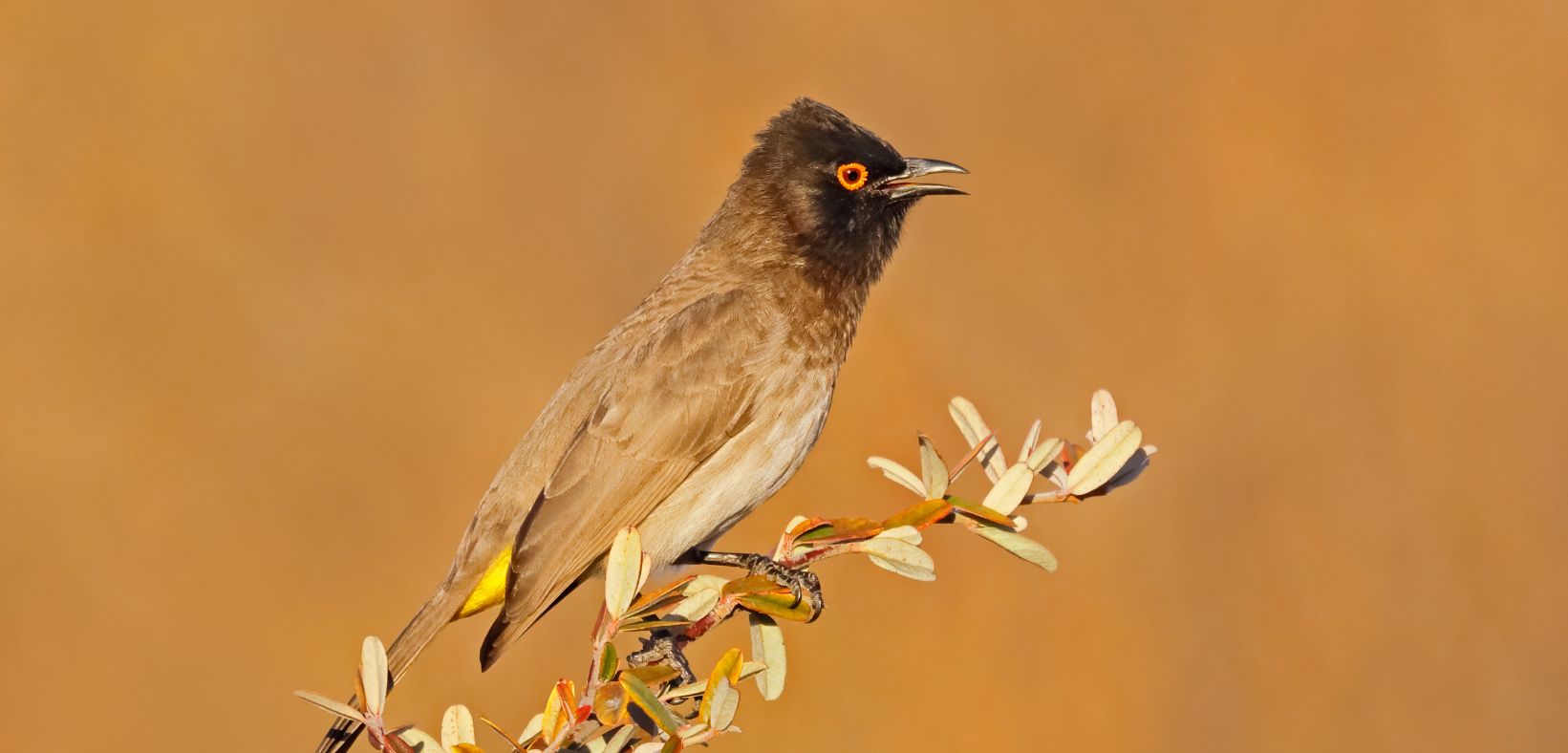 Birding Tours with Lets Go Birding South Africa