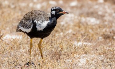 Birding Tours with Lets Go Birding South Africa