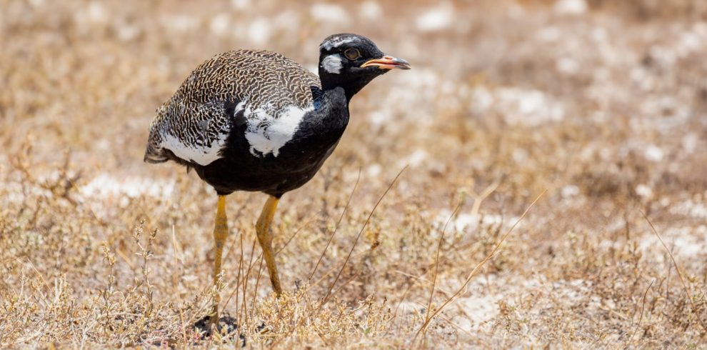 Birding Tours with Lets Go Birding South Africa