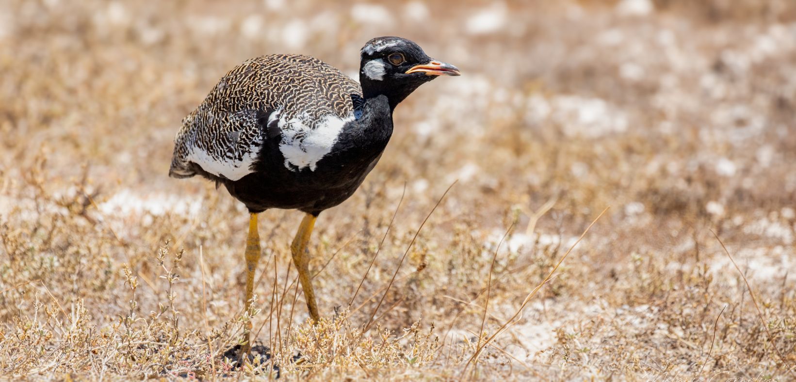 Birding Tours with Lets Go Birding South Africa