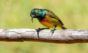 Birding Tours with Lets Go Birding South Africa