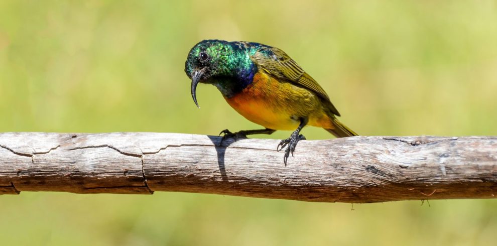 Birding Tours with Lets Go Birding South Africa