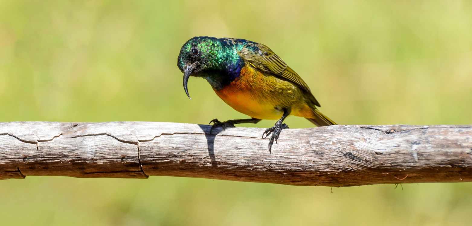 Birding Tours with Lets Go Birding South Africa