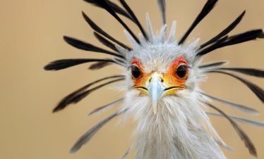 Birding Tours with Lets Go Birding South Africa