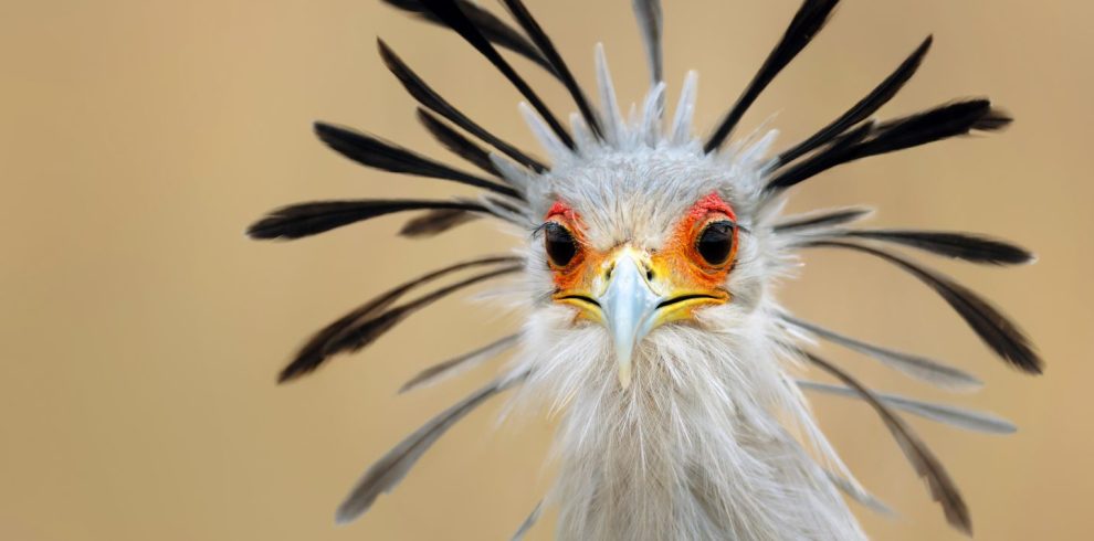 Birding Tours with Lets Go Birding South Africa