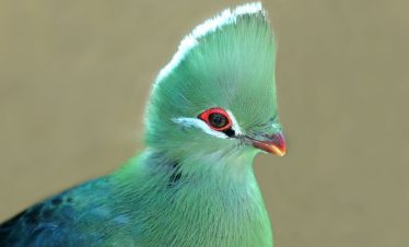 Birding Tours with Lets Go Birding South Africa