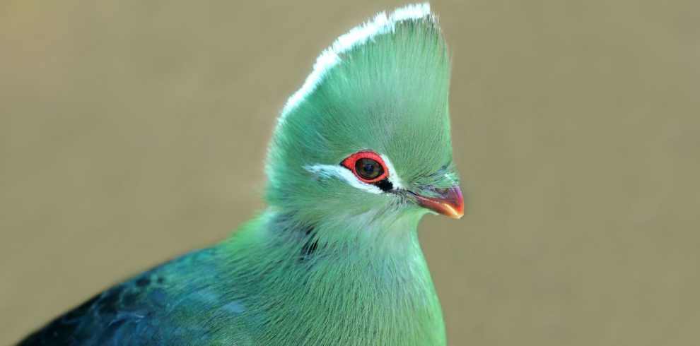 Birding Tours with Lets Go Birding South Africa