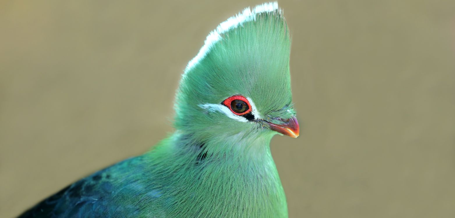 Birding Tours with Lets Go Birding South Africa