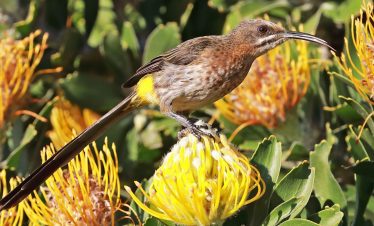 Birding Tours with Lets Go Birding South Africa