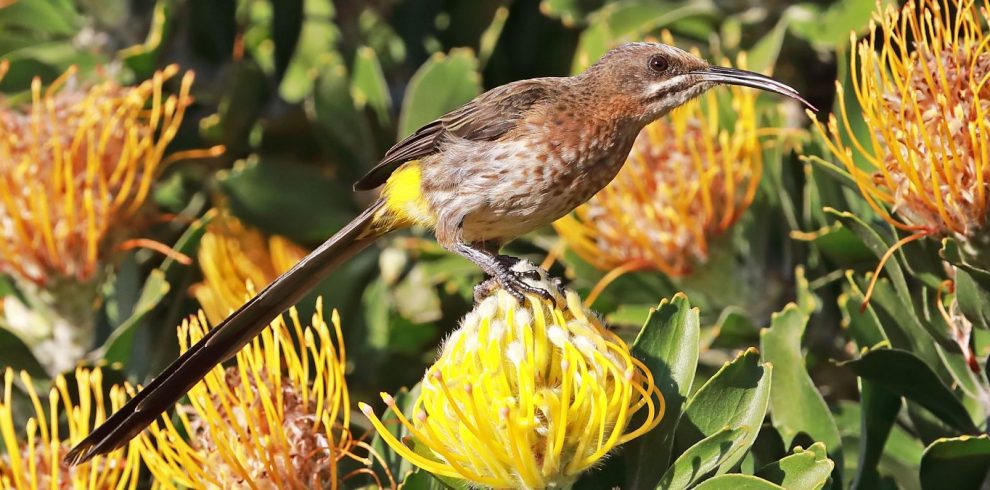 Birding Tours with Lets Go Birding South Africa
