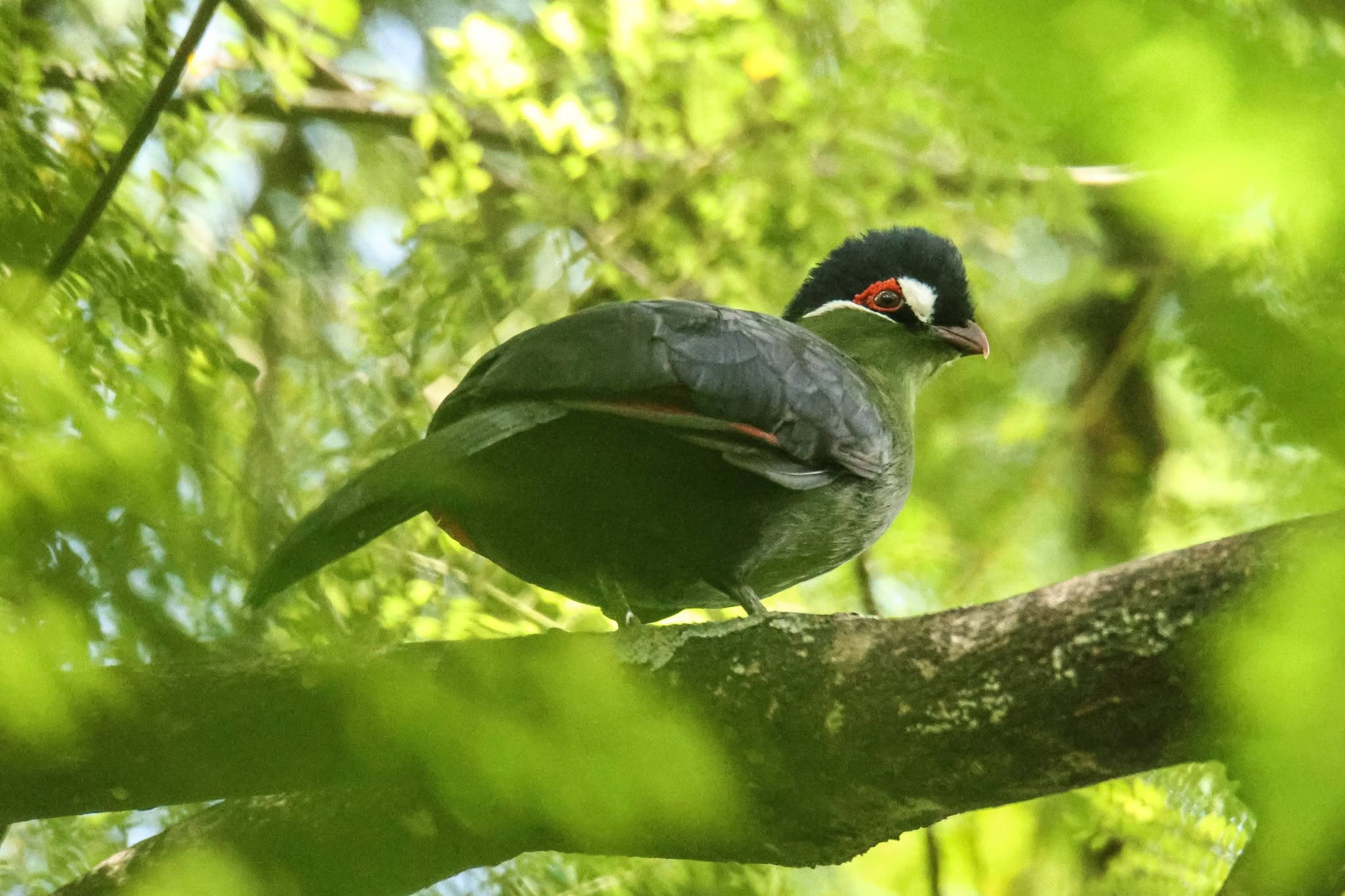 Tanzania Birding Tour with Lets go Birding