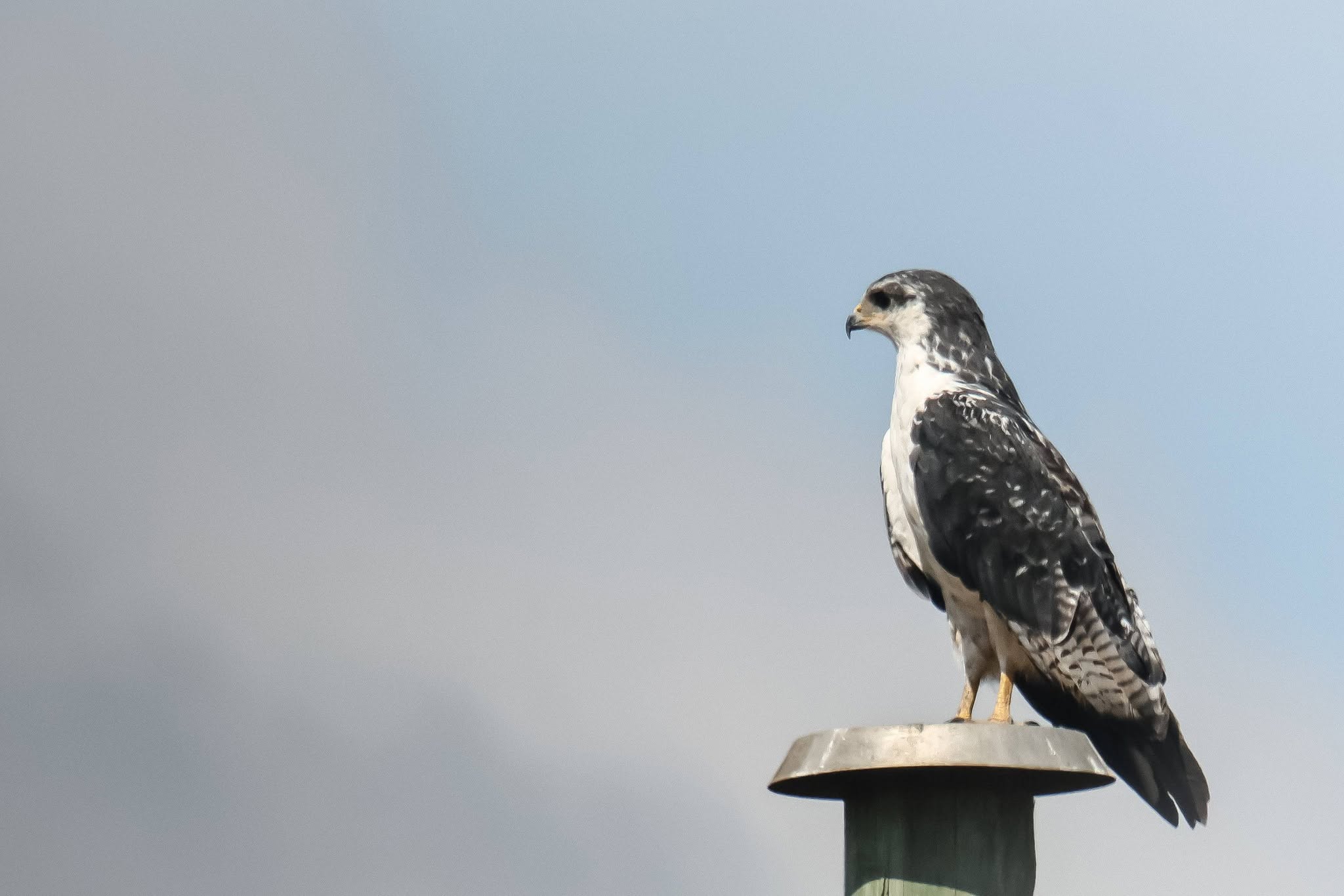 Tanzania Birding Tour with Lets go Birding