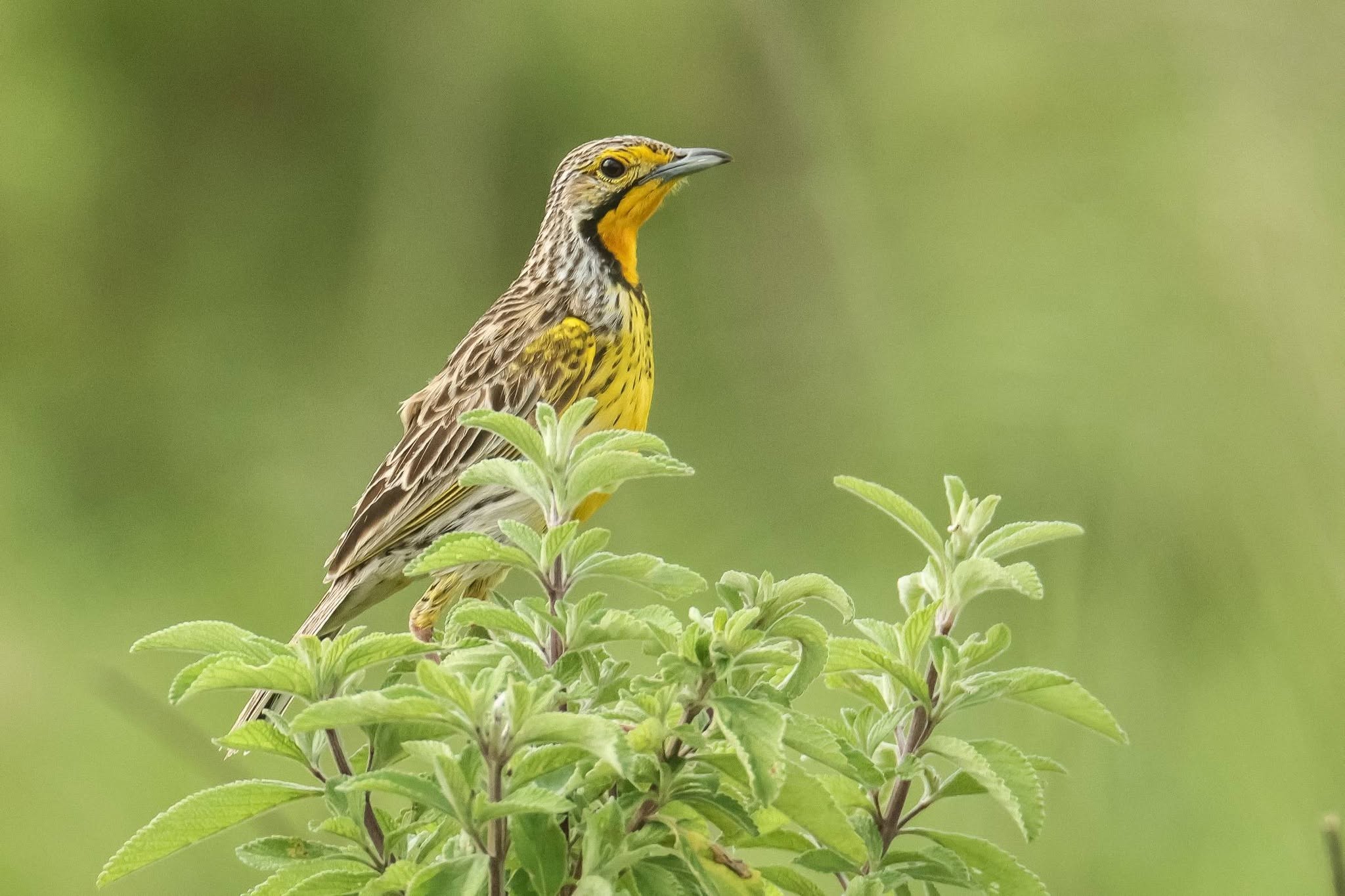 Tanzania Birding Tour with Lets go Birding