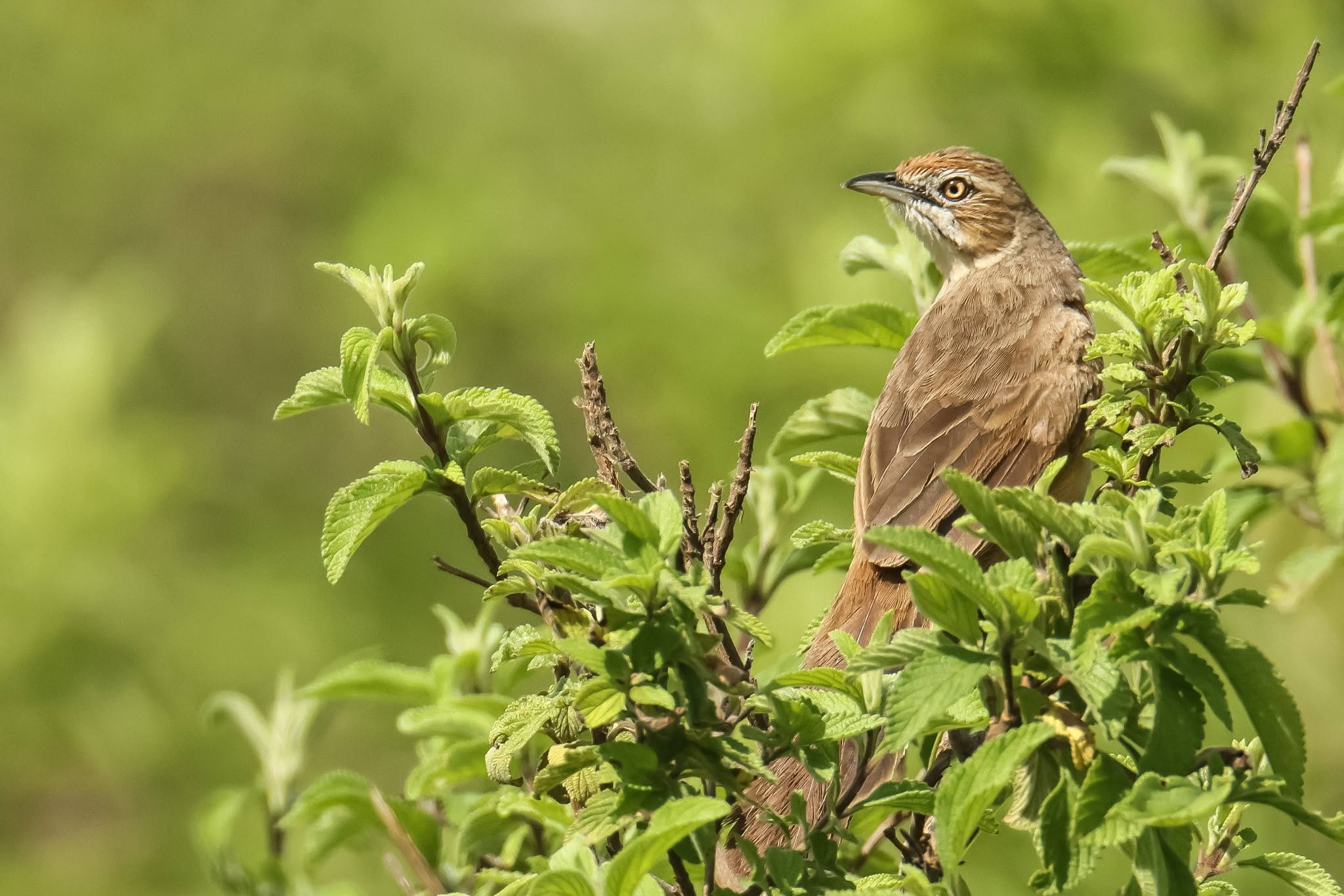 Tanzania Birding Tour with Lets go Birding