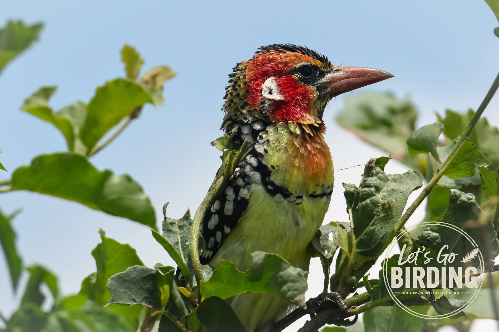 Tanzania Birding Tour with Lets go Birding
